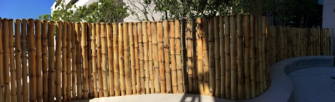 Bambu-Guazu-portada-destacada
