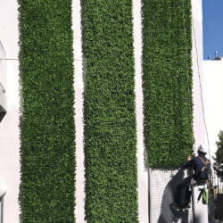 Jardines Verticales artificiales en Capital – Just Green